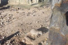 KODAK Digital Still Camera